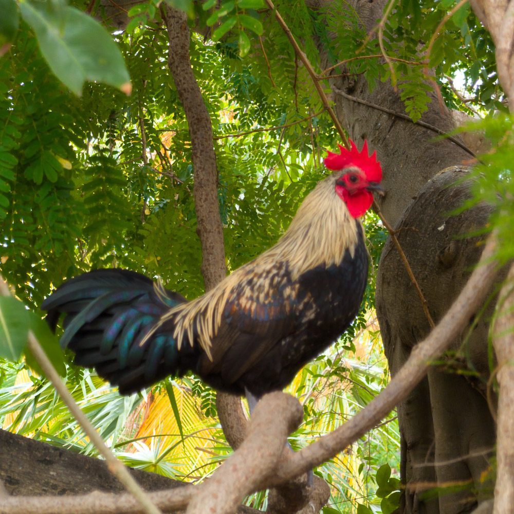 Sentinel Red Rooster