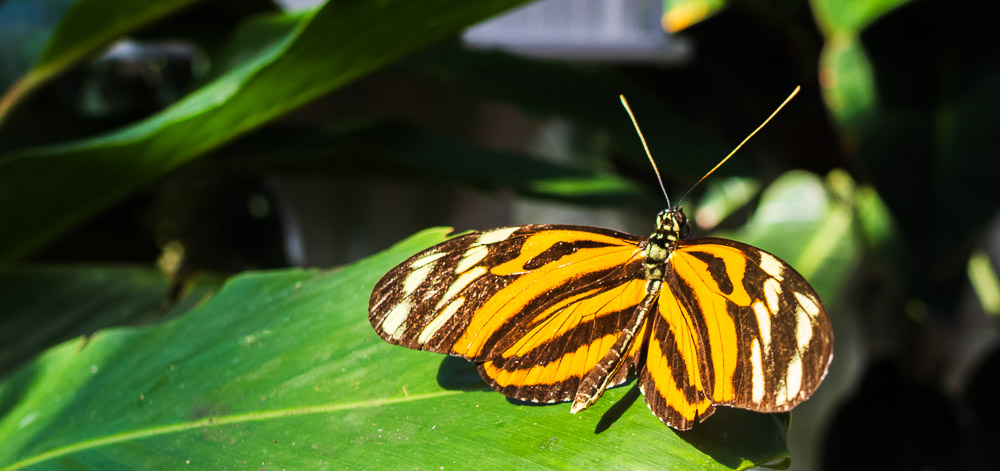 Tiger Longwing